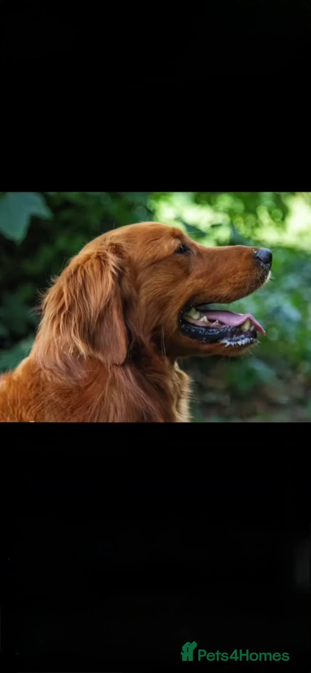 Golden Retriever dogs for sale: Golden retriever puppies for sale - Advert 2