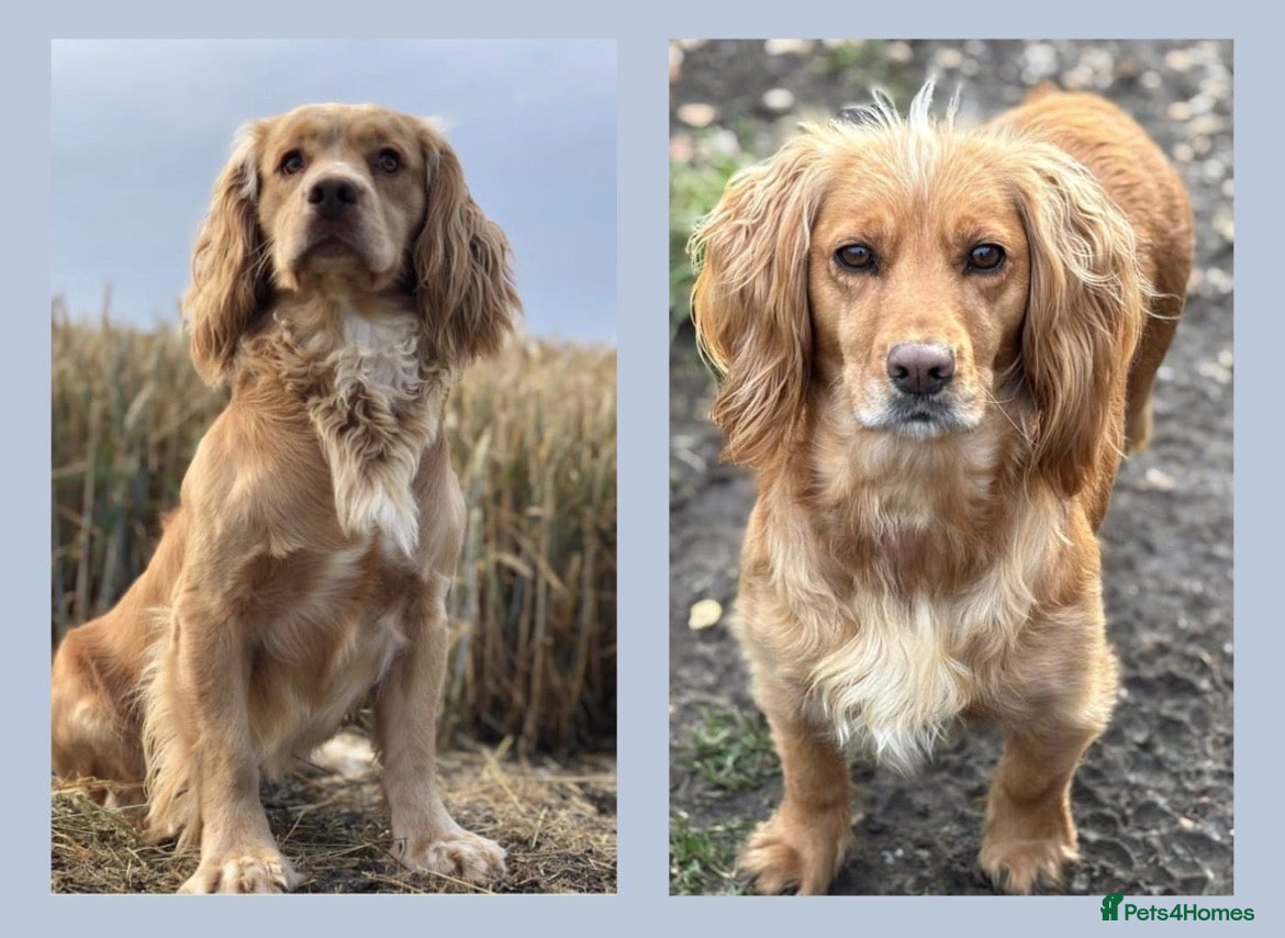 Cocker Spaniel dogs WAITING LIST - KC Reg Working Cocker Spaniels - Advert 1