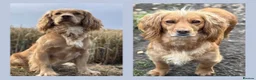 Cocker Spaniel dogs for sale: WAITING LIST - KC Reg Working Cocker Spaniels - Advert 1