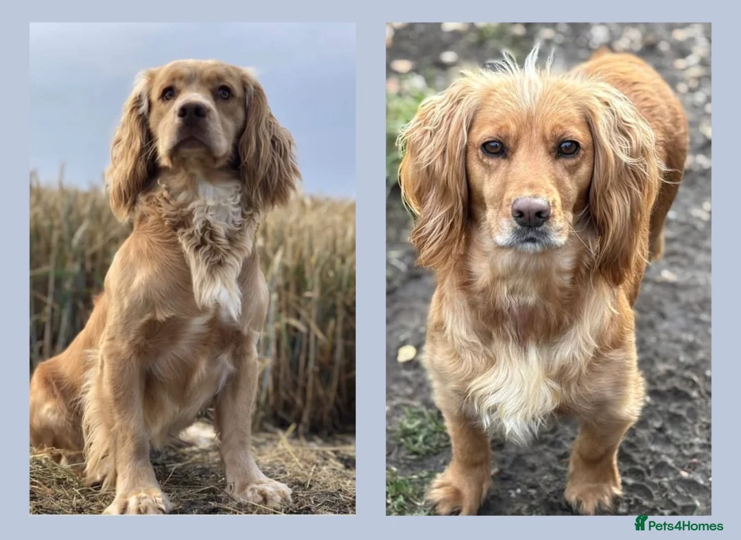 Cocker Spaniel dogs for sale: WAITING LIST - KC Reg Working Cocker Spaniels - Advert 1