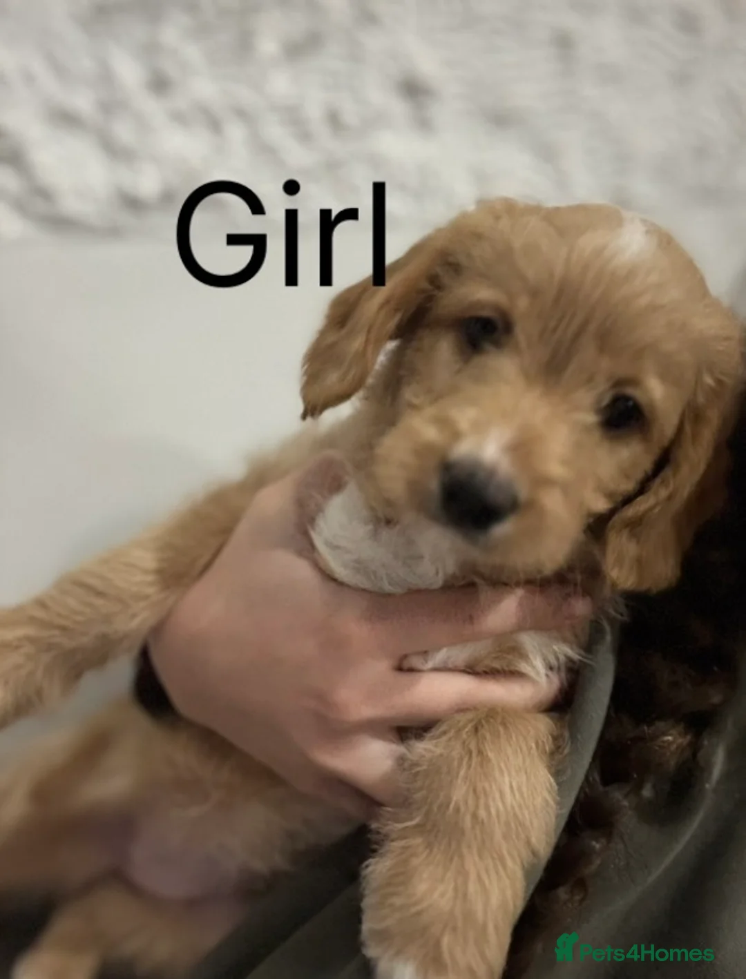 Mixed Breed dogs for sale: Double Doodle X Border Collie puppies - Advert 3