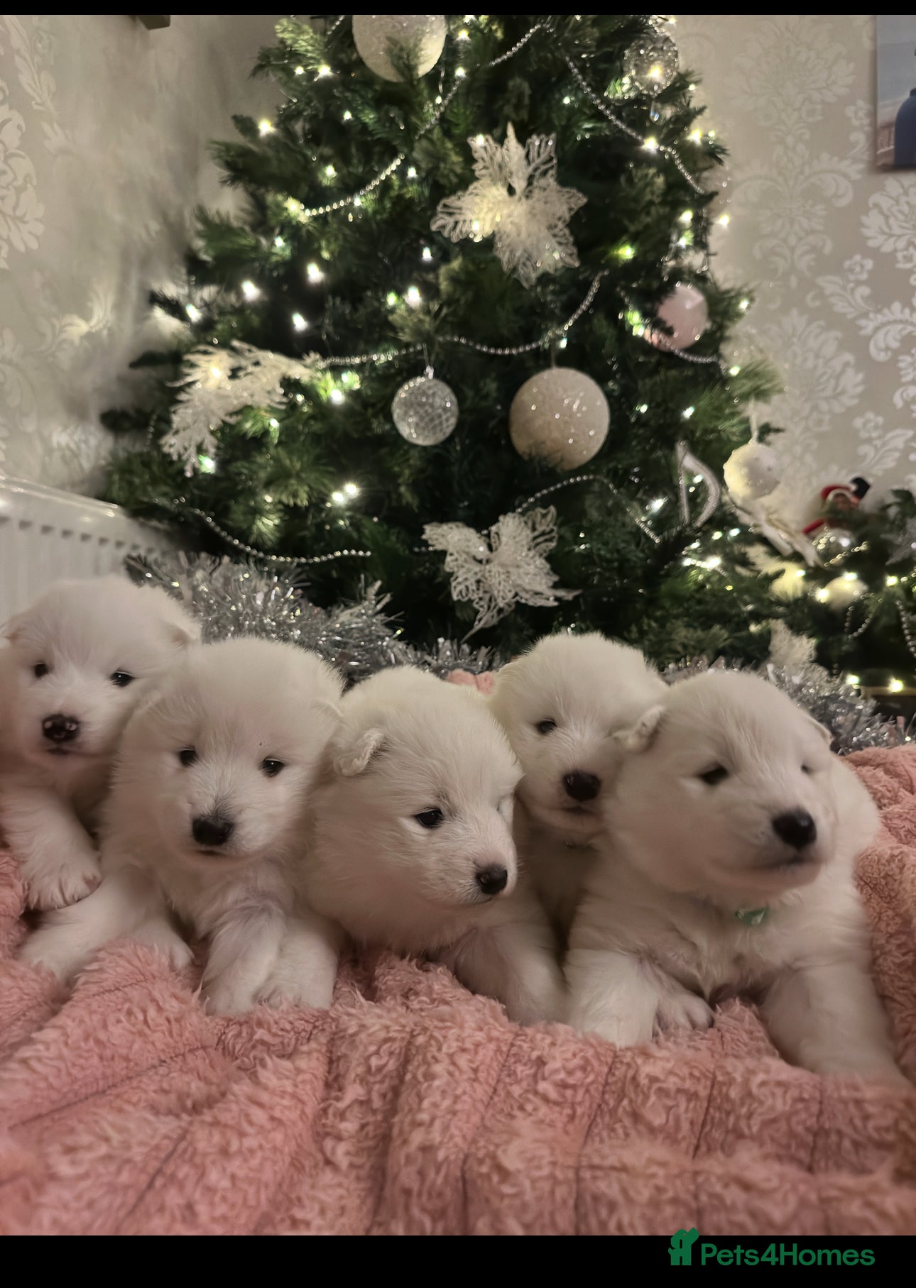 Samoyed dogs Adorable 6 Samoyed Puppies Waiting Forever Homes - Advert 3