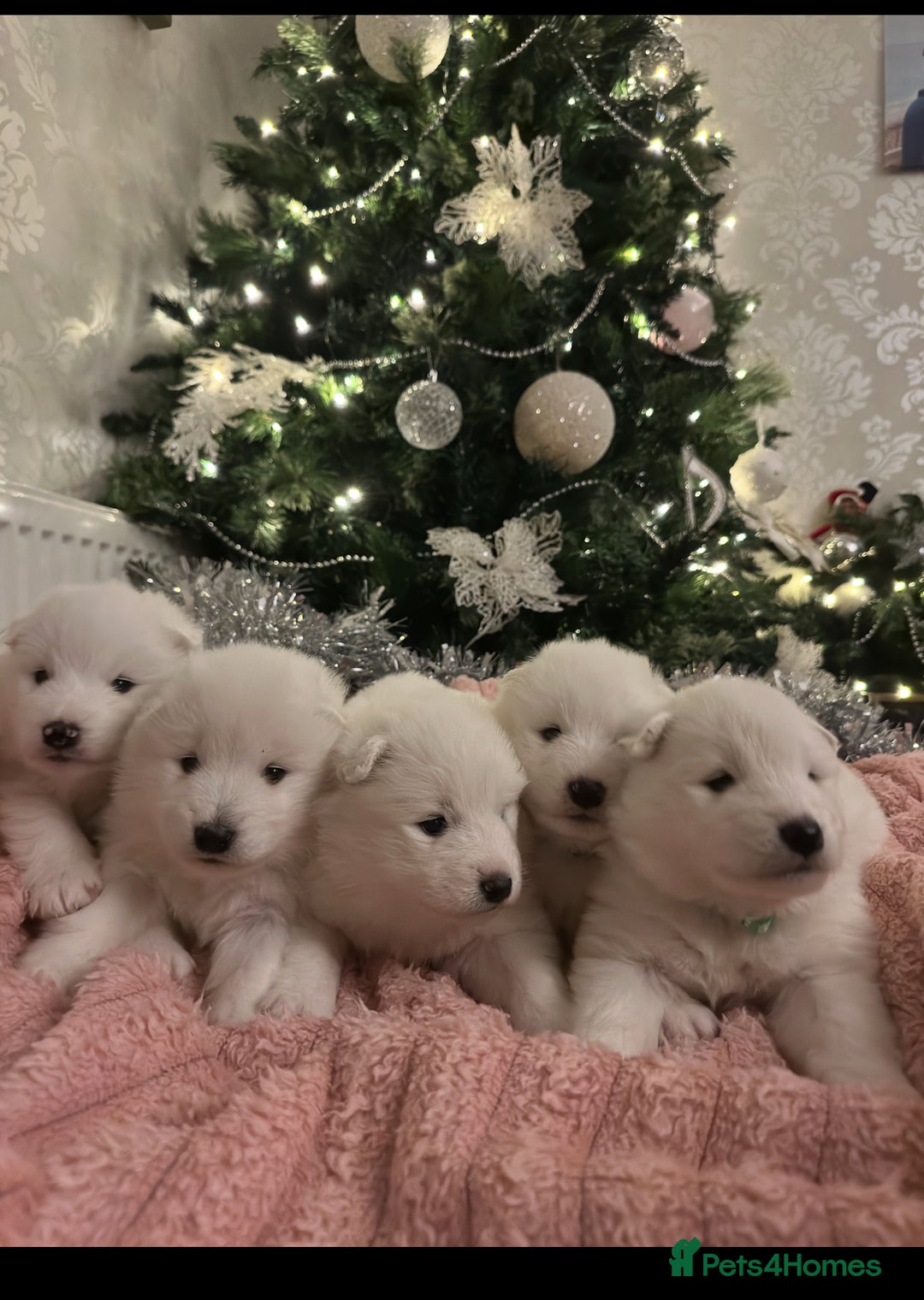 Samoyed dogs for sale: Adorable 6 Samoyed Puppies Waiting Forever Homes - Advert 13