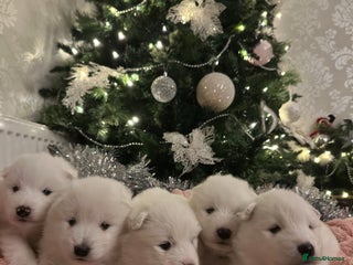 Samoyed dogs Adorable 6 Samoyed Puppies Waiting Forever Homes - Advert 8