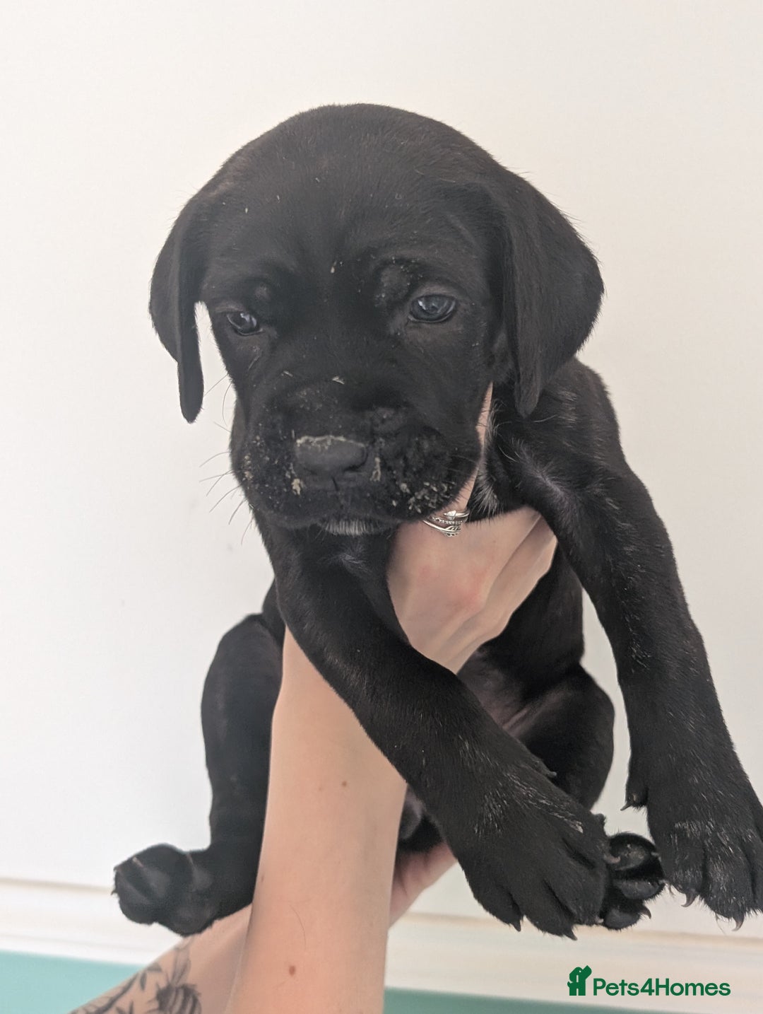 Cane Corso dogs for sale: Cane corso puppies  - Image 4