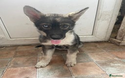 Shepsky dogs for sale: 1 gorgeous female puppy  - Image 2