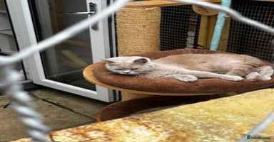 British Shorthair cats - Advert 6