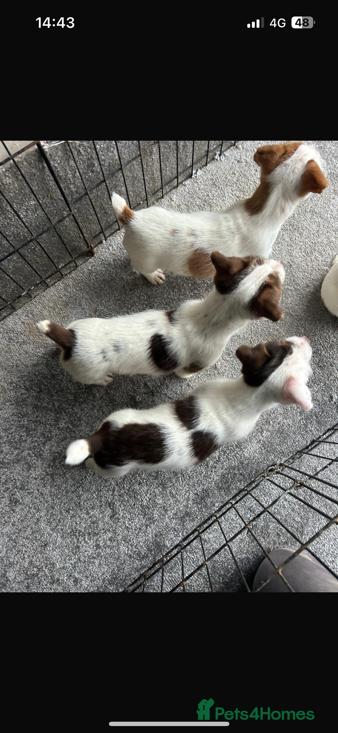 Jack Russell dogs for sale: Jack Russell puppies  - Advert 4