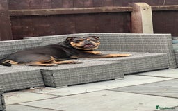 Olde English Bulldogge dogs for sale: Old English Bulldog - Image 6