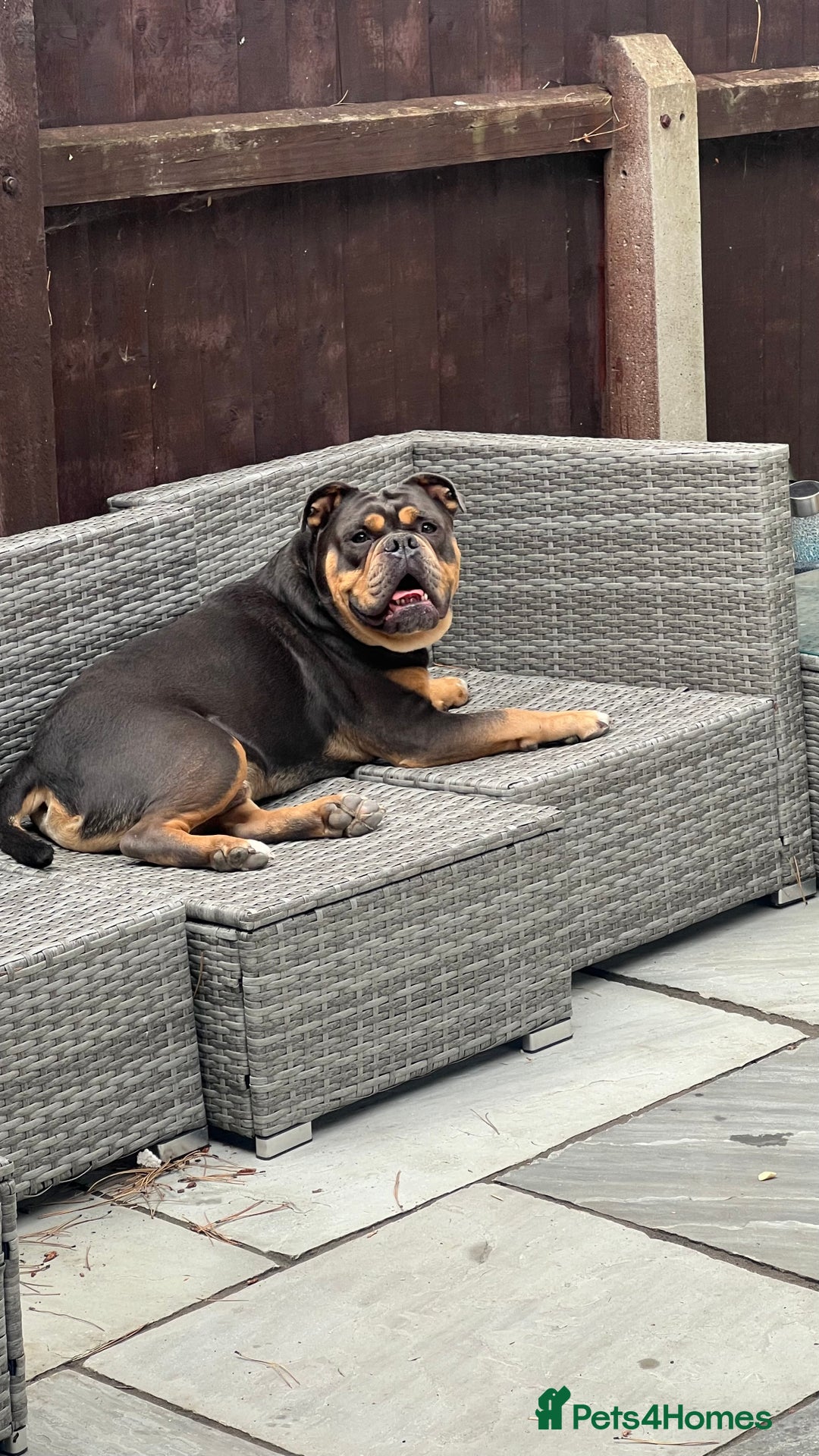 Olde English Bulldogge dogs for sale: Old English Bulldog - Image 6