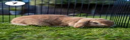Lionhead rabbits for sale: Lionheads & Minilops - 6 Rabbits Looking for Homes - Advert 15