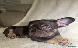 French Bulldog dogs for sale: French Bulldog puppies for sale - Image 4