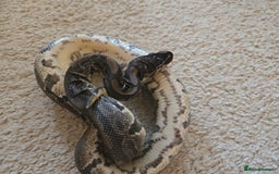 Python Snake reptiles for sale: Royal Ball Python - Image 3