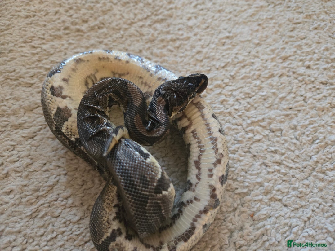 Python Snake reptiles for sale: Royal Ball Python - Image 3