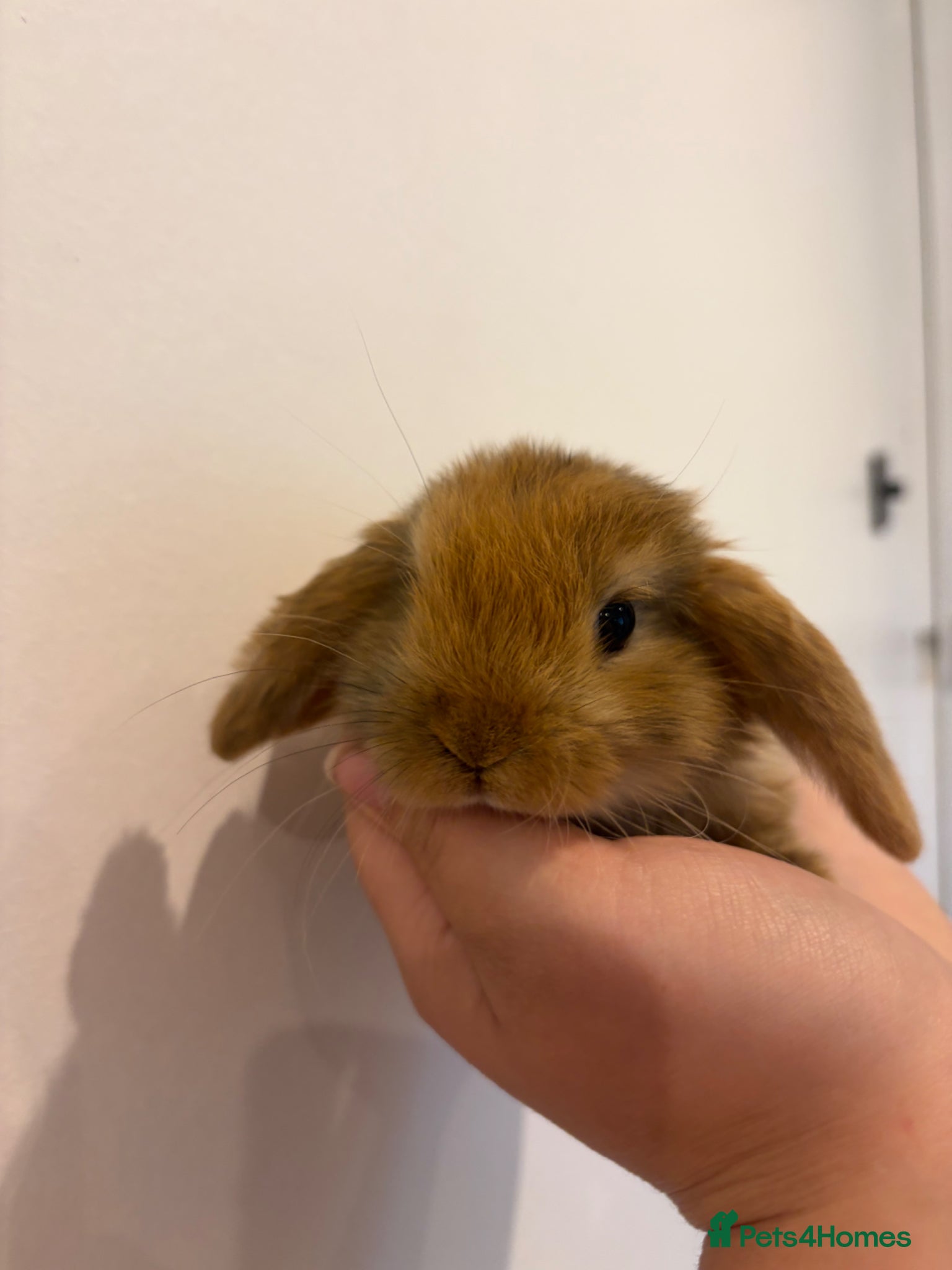 Mini Lop rabbits Mini Lop female Babies  - Advert 2