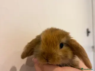 Mini Lop rabbits Mini Lop female Babies - Advert 4