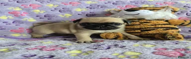 Pug 4