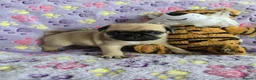 Pug dogs for sale: PUG PUPPIES Kennel Club registered - Advert 5