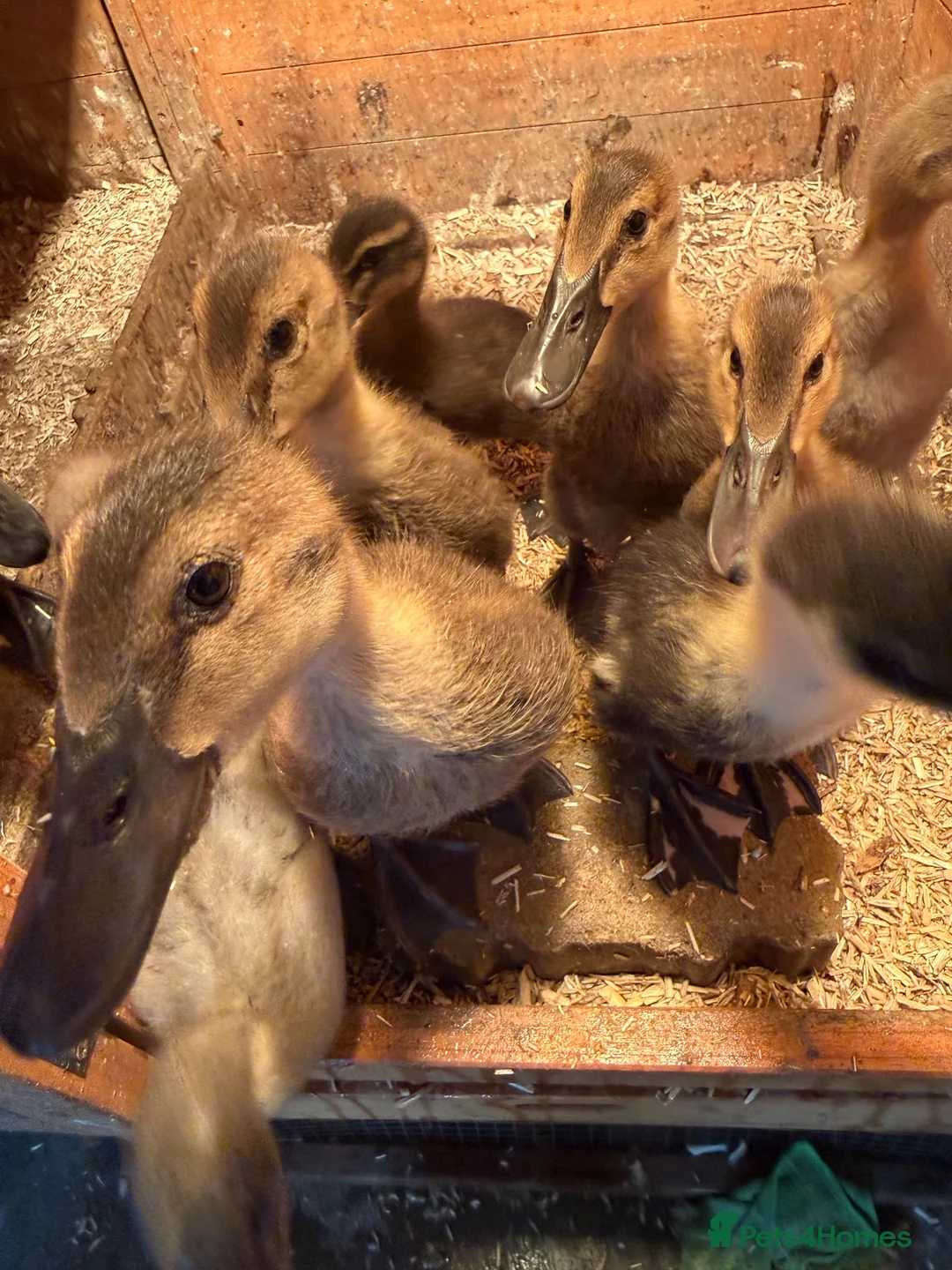 Chickens poultry for sale: Ducklings  - Advert 5