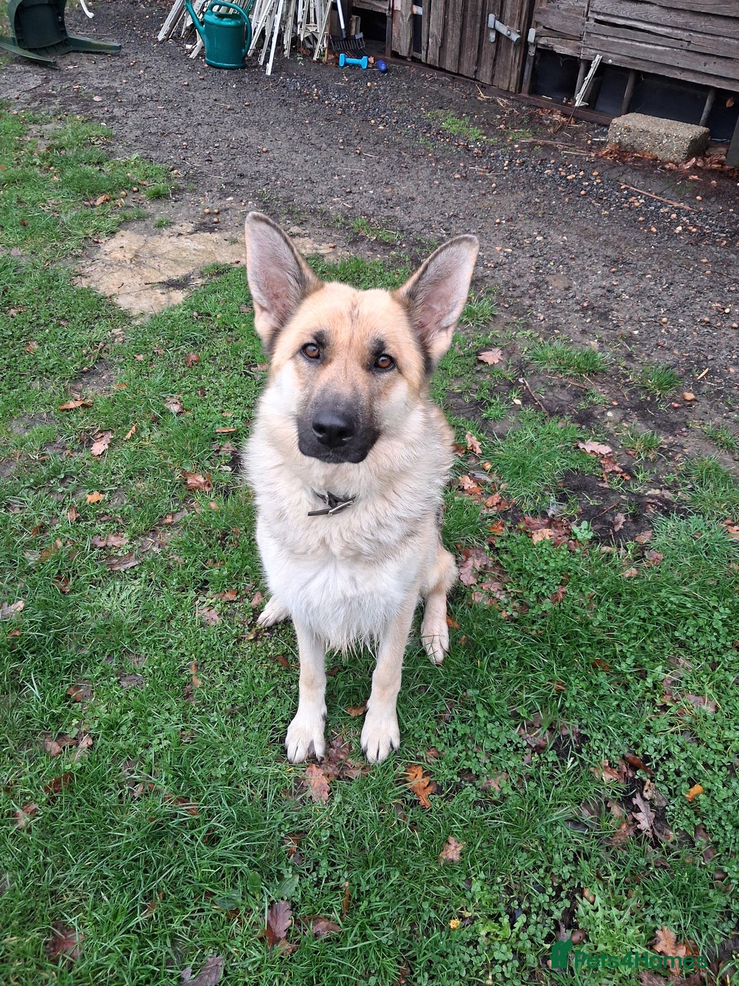 German Shepherd dogs for sale: Super litter of fully registered gsd pups - Advert 2
