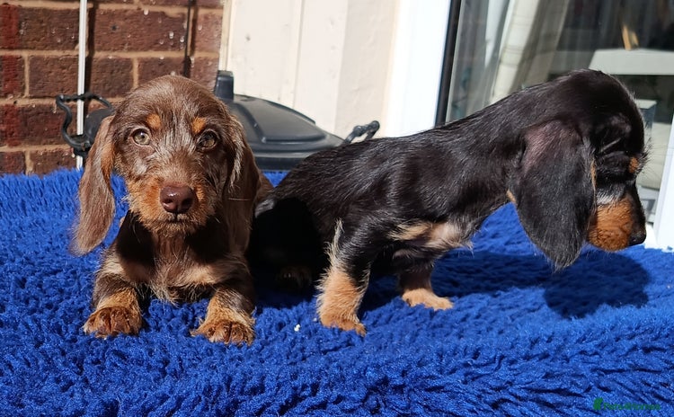 Dachshund dogs - Advert 4