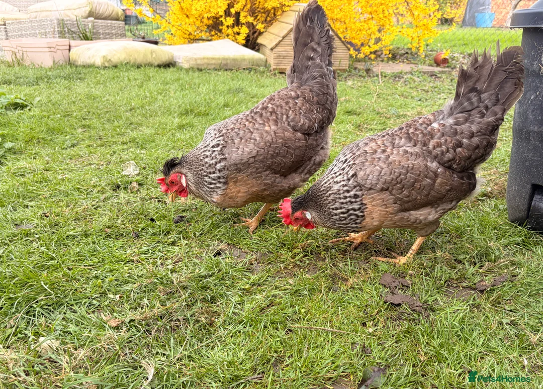 Chickens poultry for sale: Purebred Cream Legbars  - Advert 1
