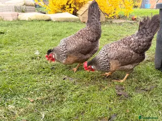 Chickens poultry Purebred Cream Legbars - Advert 6