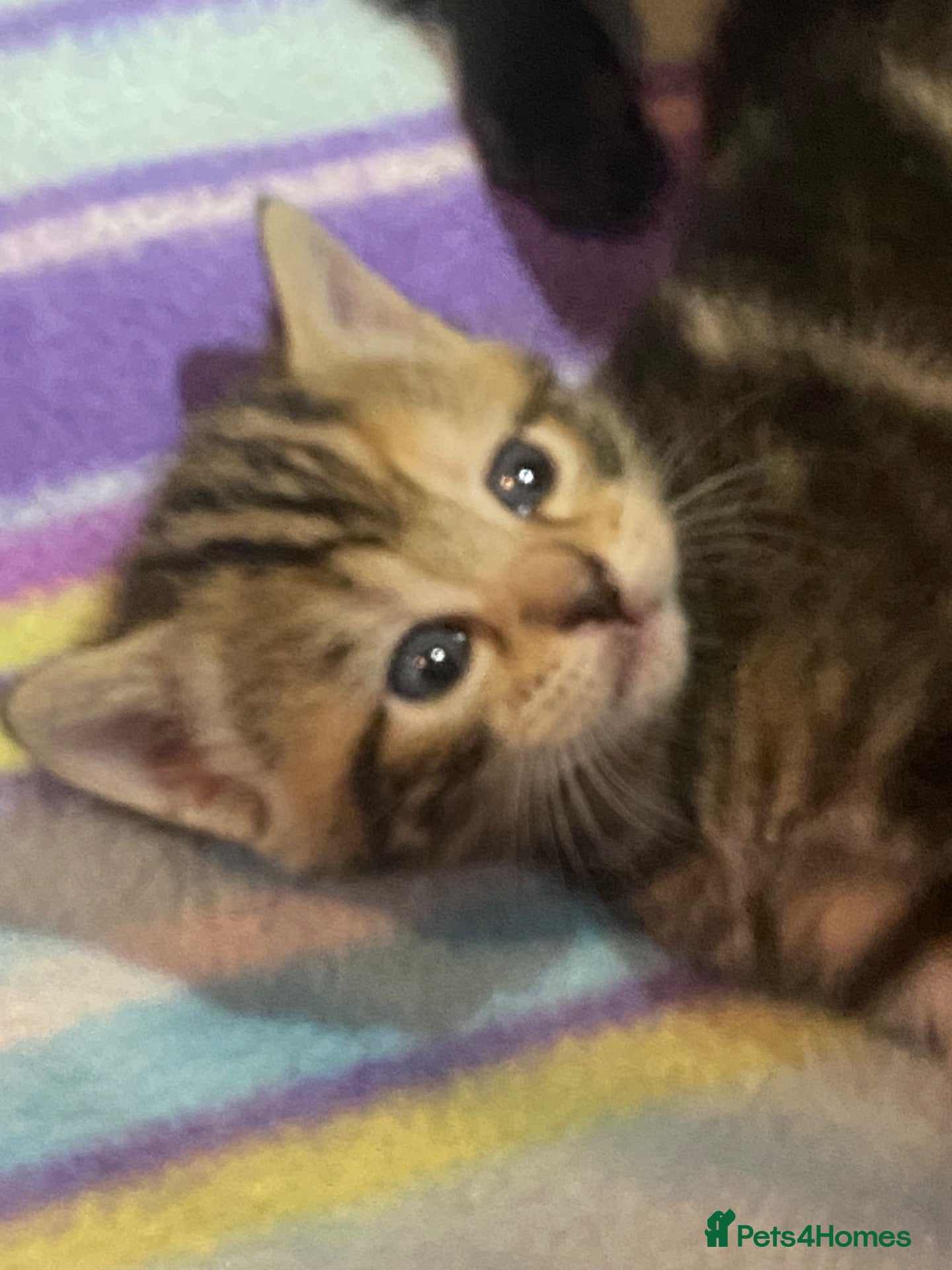 Bengal cats for sale: Bengal ASH x Bombay  - Advert 1