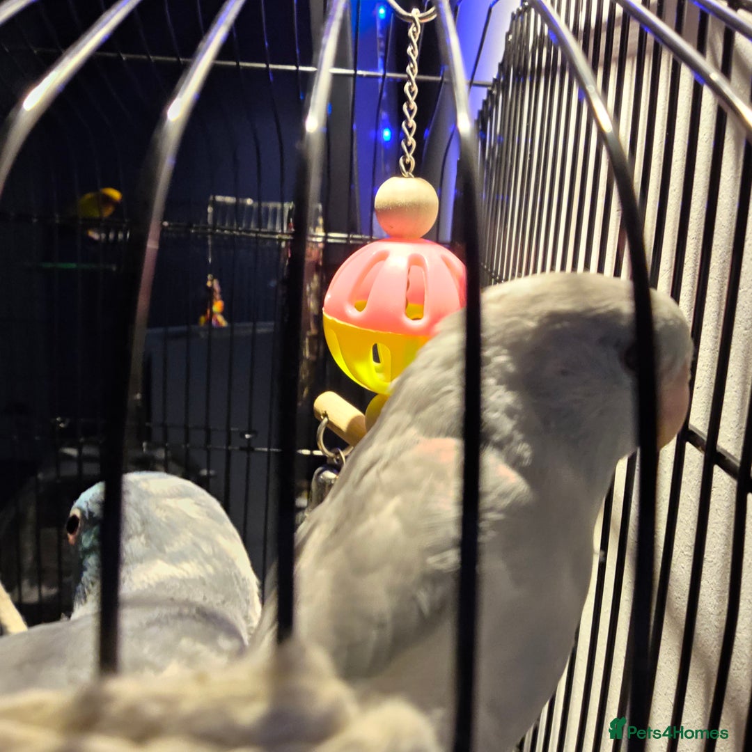 Parakeets birds for sale: Parrotlets x2 - Advert 5