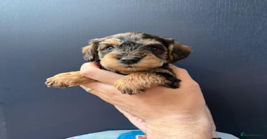 Mixed Breed dogs - Advert 1