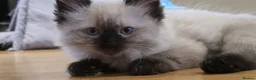 Ragdoll cats for sale: Ragdoll/Siberian mix kittens - Advert 7