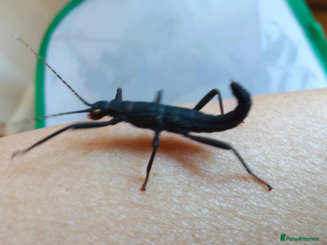 Stick Insects invertebrates for sale: The Black Beauty Stick Insect -Peruphasma schultei in Southampton - Advert 8