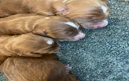 Cockapoo dogs for sale: 🌸Extensively health tested F1 Cockapoo’s🌸 - Image 12