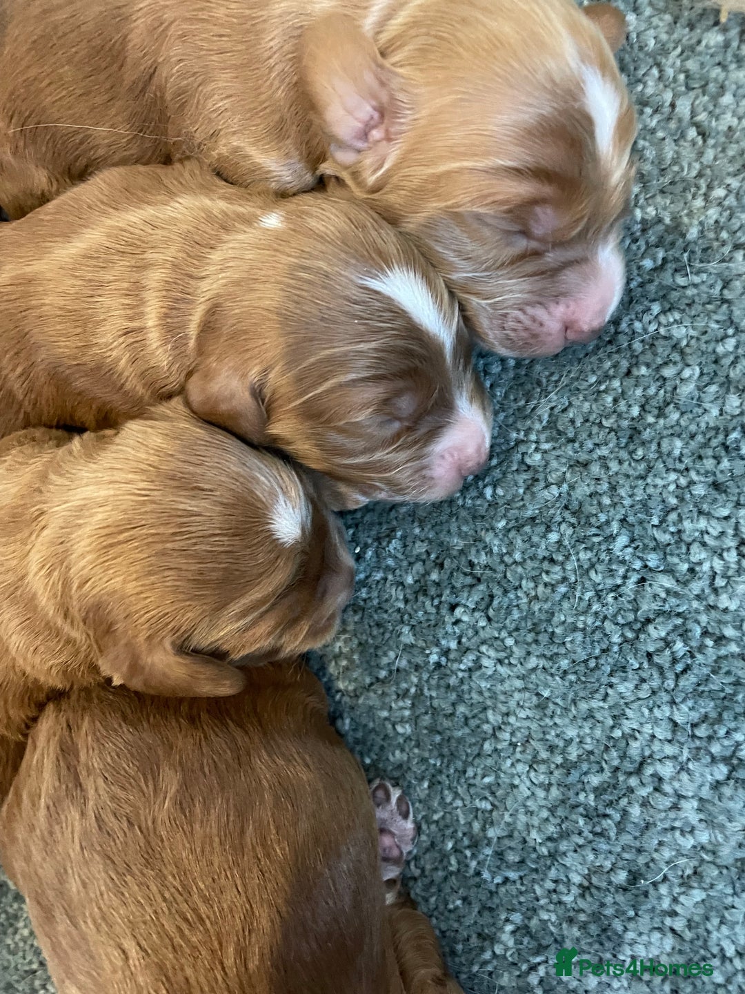 Cockapoo dogs for sale: 🌸Extensively health tested F1 Cockapoo’s🌸 - Image 12