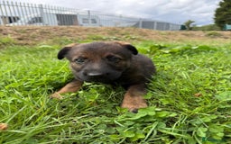 German Shepherd dogs for sale: Germany 🇩🇪 shepherd puppies dogs 🐕 big boned - Image 20