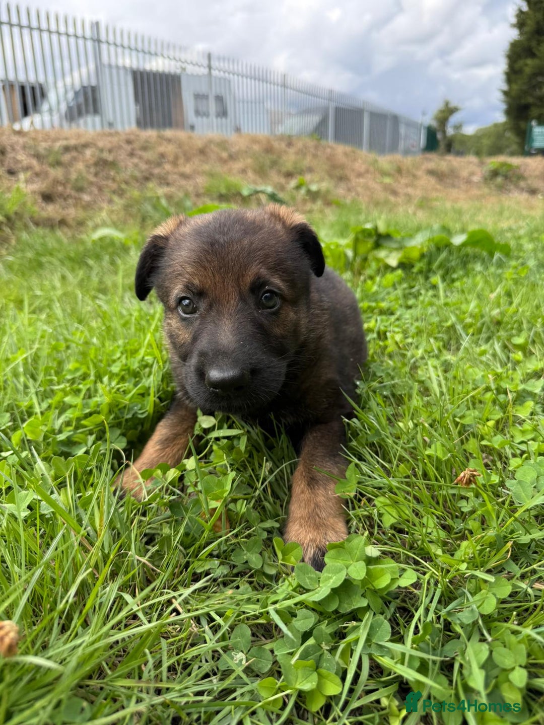 German Shepherd dogs for sale: Germany 🇩🇪 shepherd puppies dogs 🐕 big boned - Image 20