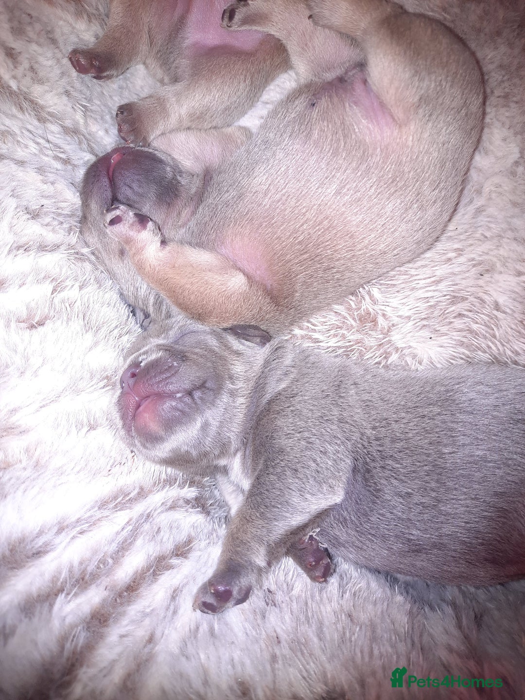 French Bulldog dogs for sale: 6 beautiful french bulldogs - Image 2