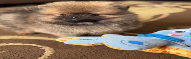 Pomeranian 1