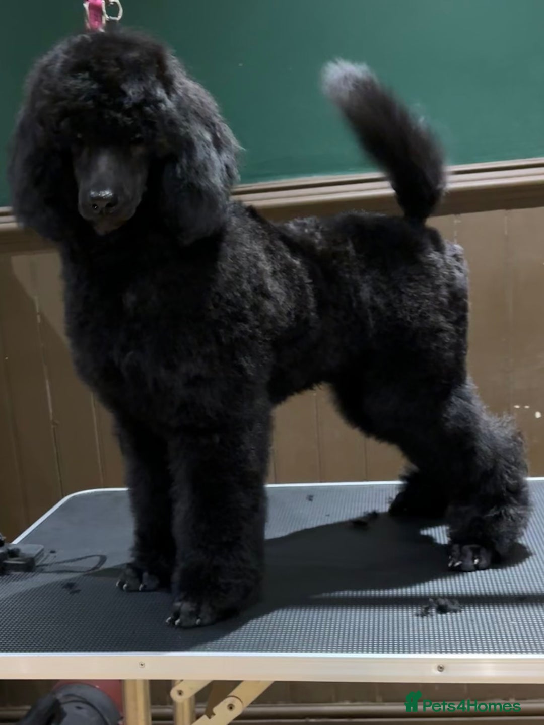 Standard Poodle dogs for sale: Champion sired standard poodles  - Advert 2