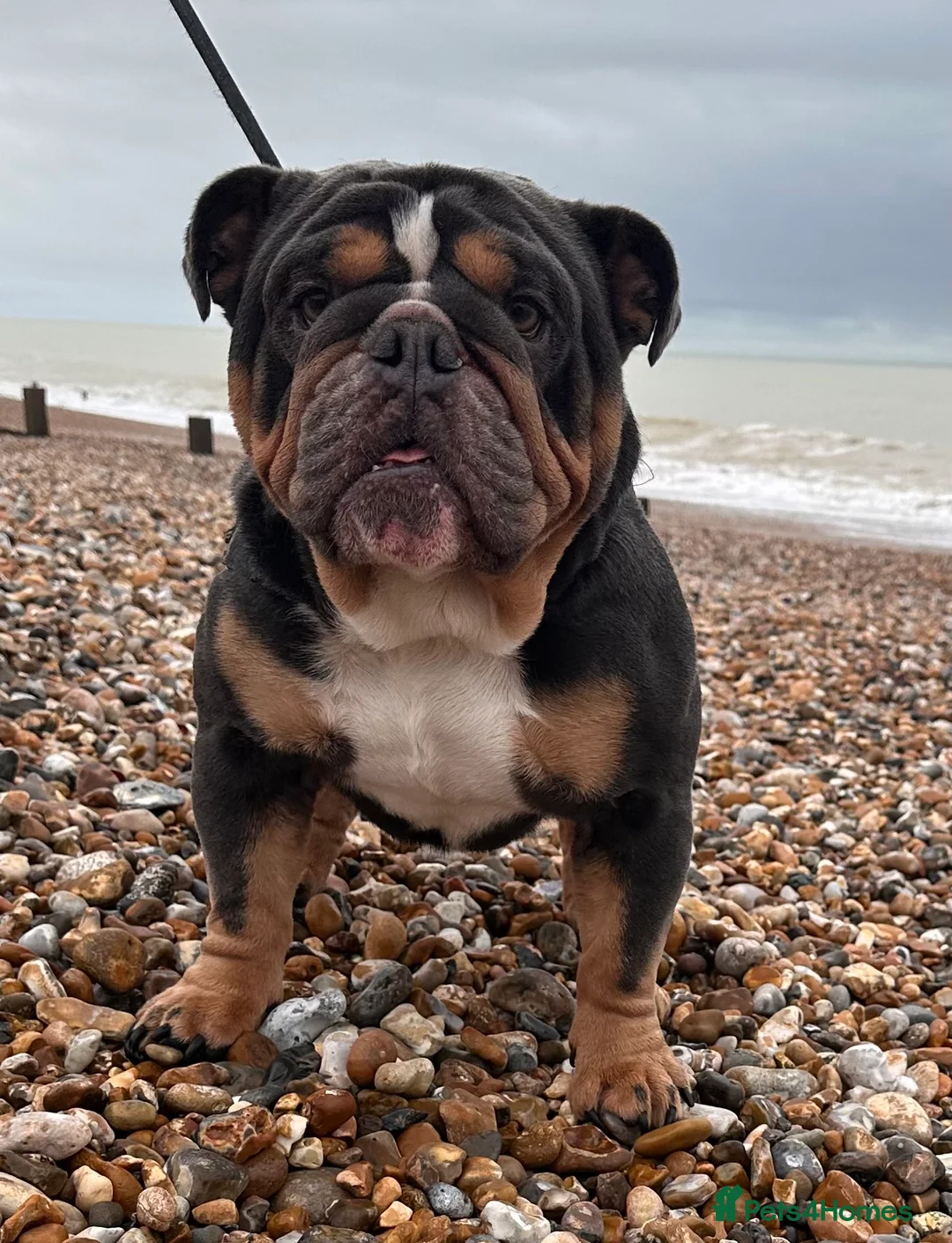 English Bulldog dogs for stud: Blue Tri stud boy  - Advert 17