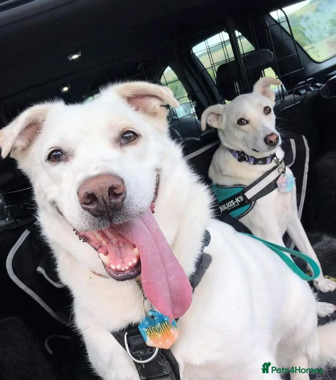 Mixed Breed dogs for adoption: Meet Biscuit, currently residing in Hampshire  in Havant - Advert 5