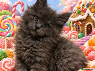 Maine Coon cats Tica kittens - Advert 8