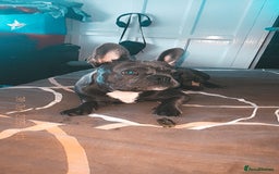 French Bulldog dogs for sale: French bulldog  - Image 2