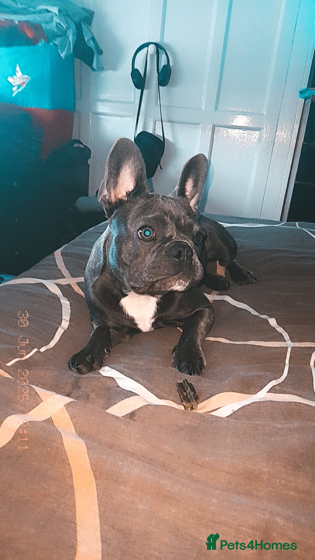 French Bulldog dogs for sale: French bulldog  - Image 2