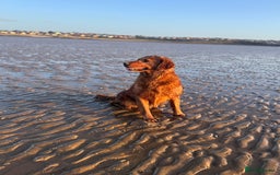 Golden Retriever dogs for sale: Working Golden Retriever puppies - Advert 1