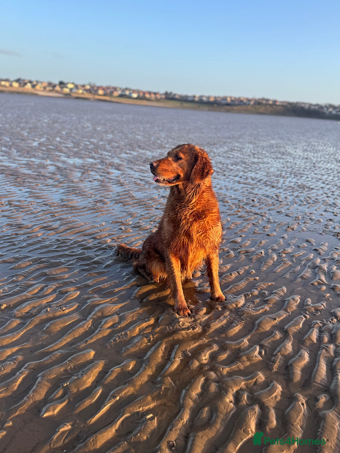 Golden Retriever dogs for sale: Working Golden Retriever puppies - Advert 1