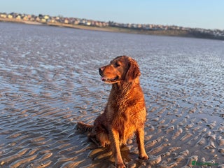 Golden Retriever dogs for sale: Working Golden Retriever puppies - Advert 1