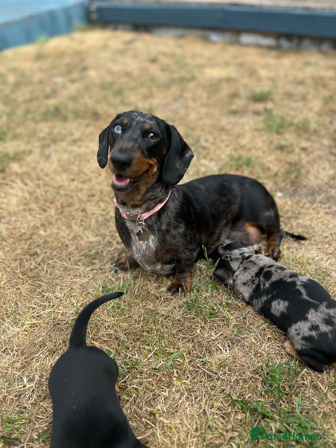 Miniature Dachshund dogs for sale: KC Miniature Dachshund - Image 13