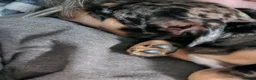 Miniature Pinscher dogs for sale: Merle Miniature harlequin pinscher in Corby - Advert 3