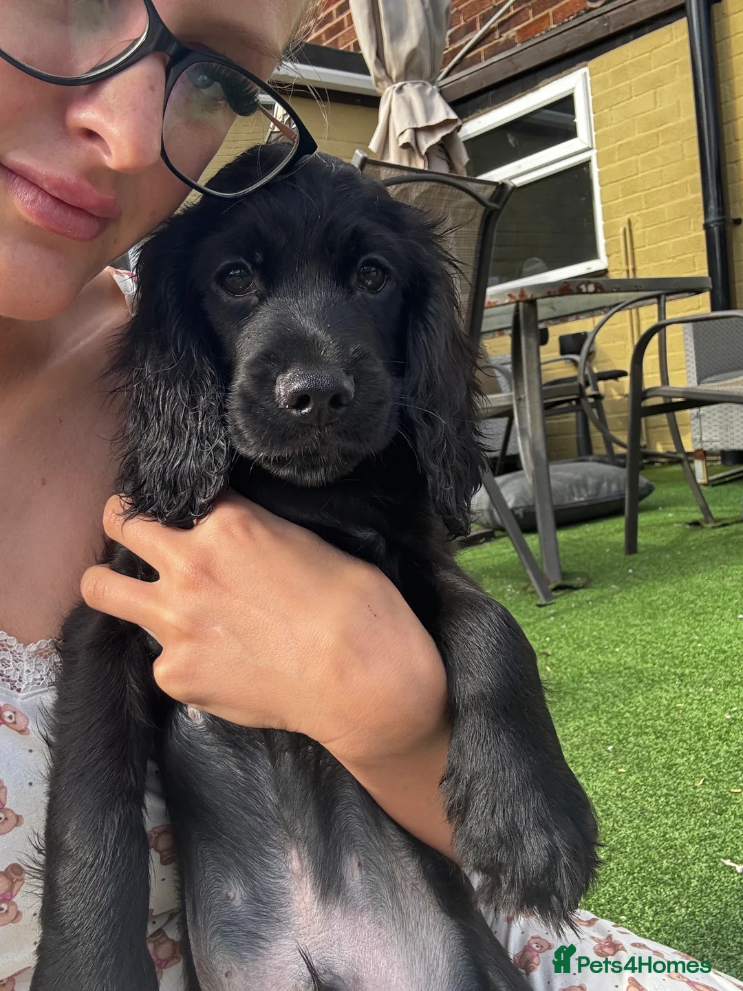 Cocker Spaniel dogs for sale: 7 Gorgeous Puppies. - Advert 2